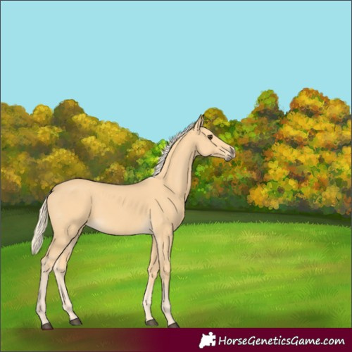 Horse Color:Unknown 
