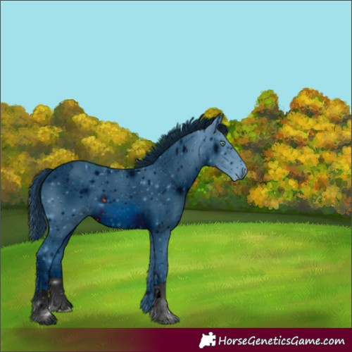 Horse Color:ERROR: UNKNOWN ANOMALY