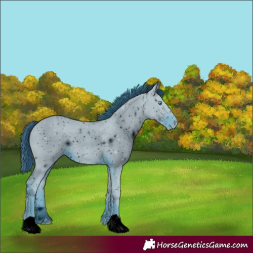 Horse Color:ERROR: UNKNOWN ANOMALY