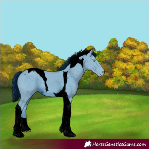Horse Color:ERROR: UNKNOWN ANOMALY