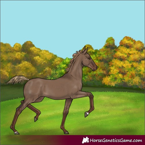 Horse Color:Unknown 