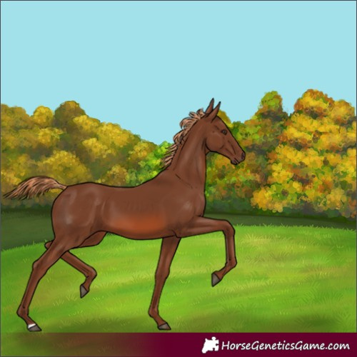 Horse Color:Unknown 
