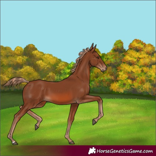 Horse Color:Unknown 