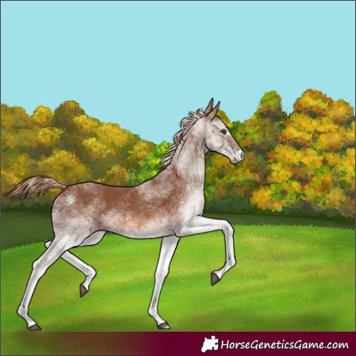 Horse Color:Unknown 