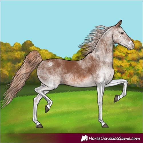 Horse Color:White Spotted Chestnut