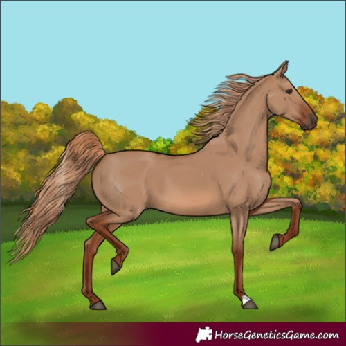 Horse Color:Red Dun