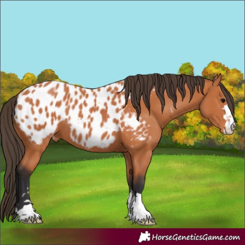Horse Color:Bay Blanket 