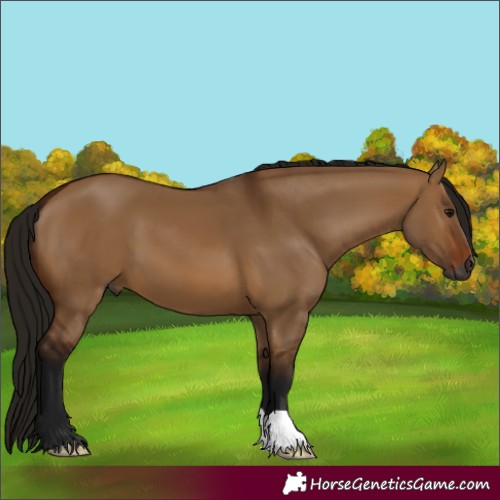Horse Color:Gray Bay Dun