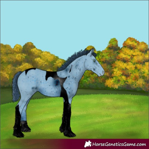Horse Color:ERROR: UNKNOWN ANOMALY