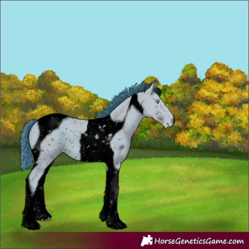 Horse Color:ERROR: UNKNOWN ANOMALY