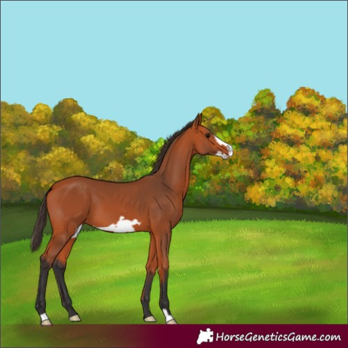 Horse Color:Unknown 