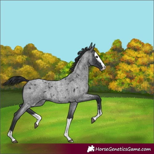 Horse Color:Blue Roan Splash 