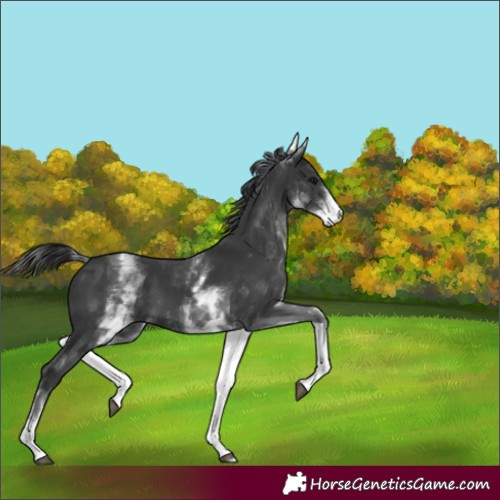 Horse Color:White Spotted Black