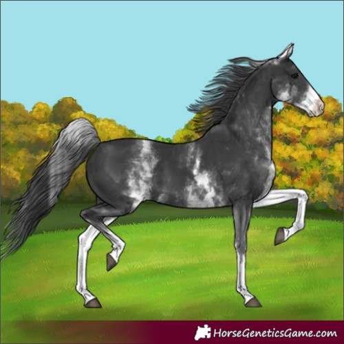 Horse Color:White Spotted Black 