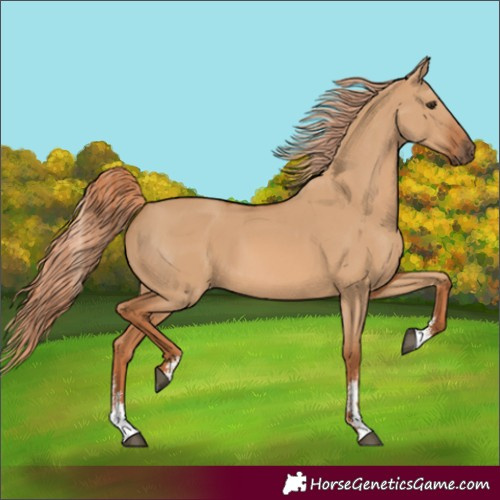 Horse Color:Red Dun Sabino