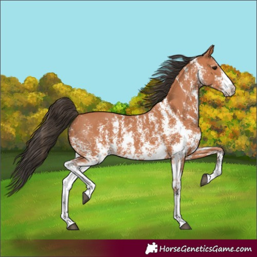 Horse Color:Bay Sabino 