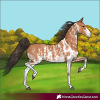 Horse Color:Bay Sabino