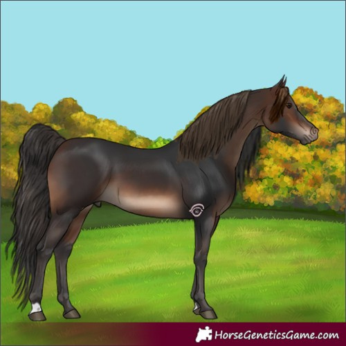 Horse Color:Brown 