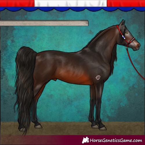 Horse Color:Gray Bay 