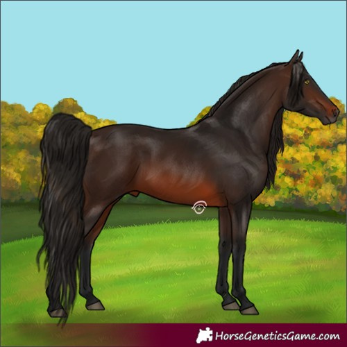 Horse Color:Gray Bay