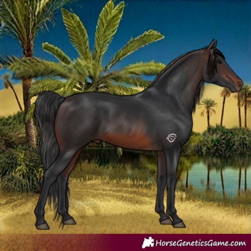 Horse Color:Brown 