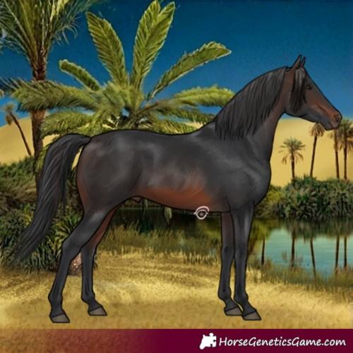 Horse Color:Brown 
