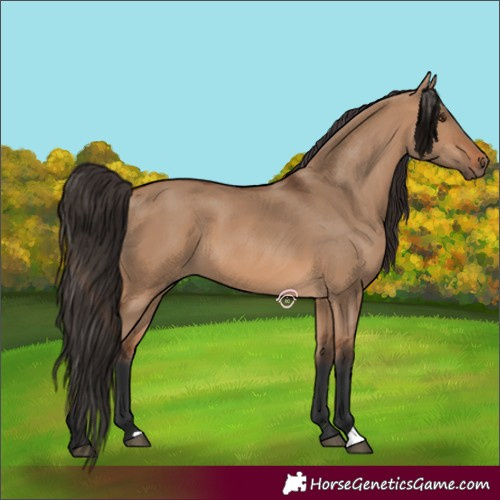 Horse Color:Bay Dun