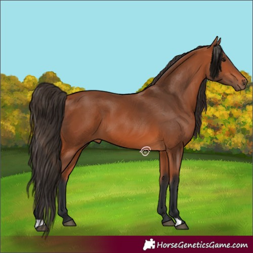 Horse Color:Bay 