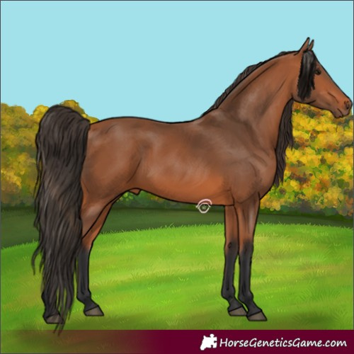 Horse Color:Bay 