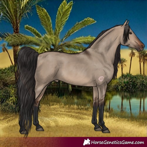 Horse Color:Brown Dun Rabicano