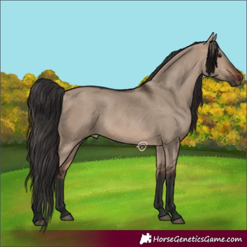 Horse Color:Brown Dun Rabicano