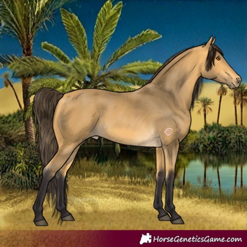 Horse Color:Buckskin 