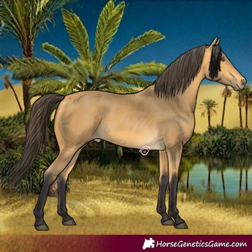 Horse Color:Buckskin 
