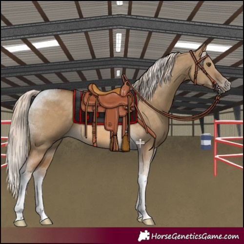 Horse Color:Chocolate Palomino Dun Tobiano