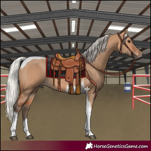 Horse Color:Silver Bay Dun Tobiano 