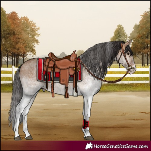 Horse Color:White Spotted Bay Dun 