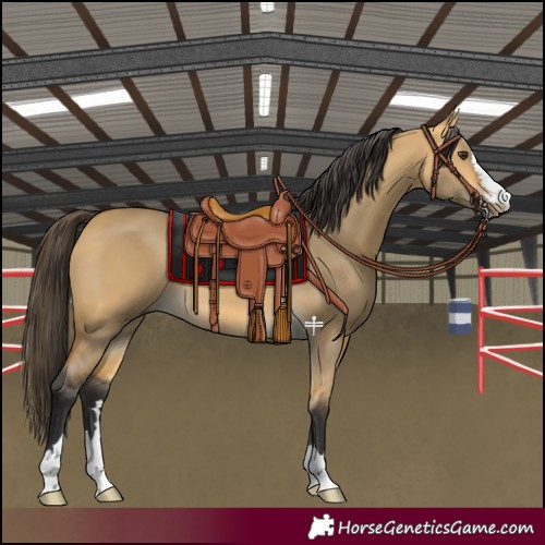 Horse Color:Buckskin Dun