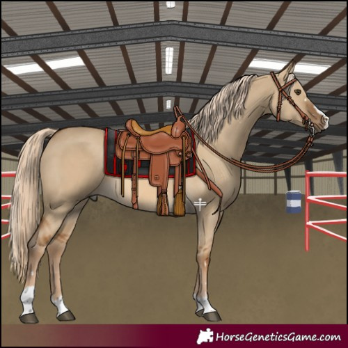 Horse Color:Chocolate Palomino Dun