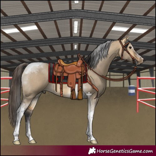 Horse Color:Buckskin Dun Tobiano 