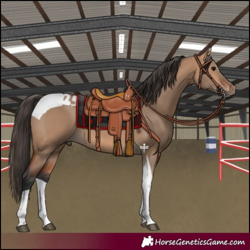 Horse Color:Bay Dun Tobiano