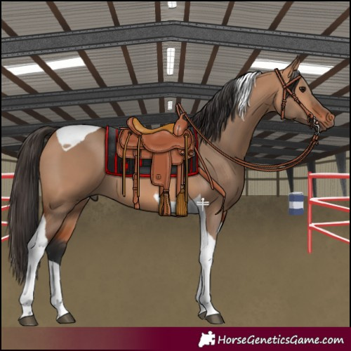 Horse Color:Bay Dun Tobiano