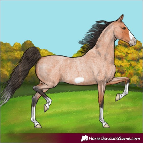 Horse Color:Unknown