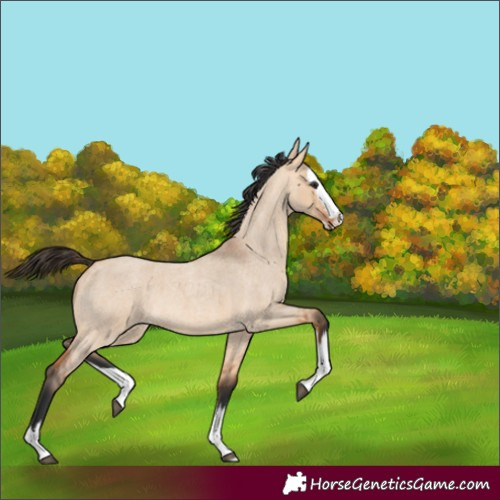Horse Color:Bay Roan Dun Splash