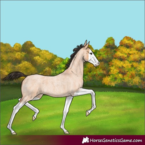 Horse Color:Bay Roan Dun Splash 