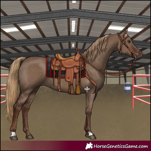 Horse Color:Liver Red Dun 