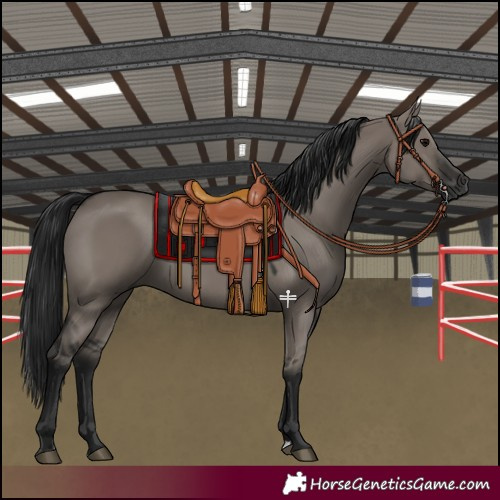 Horse Color:Gray Grullo