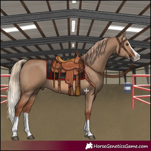 Horse Color:Red Dun Splash 