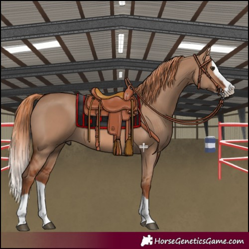 Horse Color:Red Dun Splash 