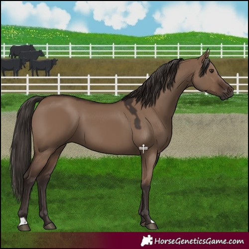 Horse Color:Liver Red Dun