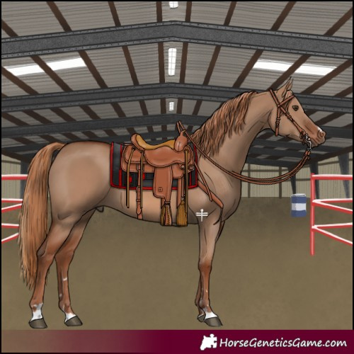 Horse Color:Red Dun 